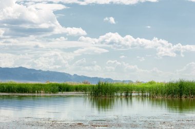 Steppe 'deki nehir. Çayır