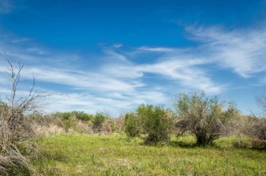 Bozkır, çayır, veld, veldt