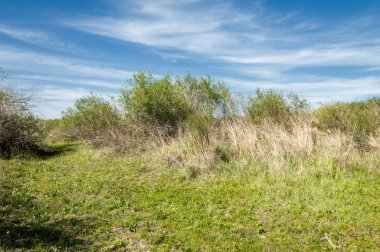 Bozkır, çayır, veld, veldt