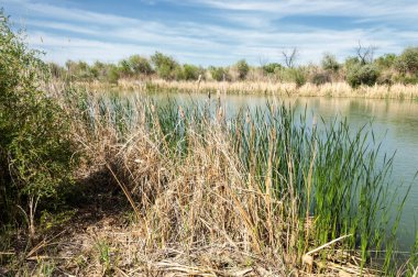 Bozkır, çayır, veld, veldt