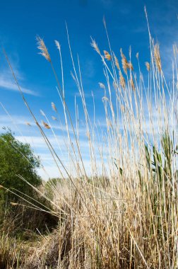 Bozkır, çayır, veld, veldt