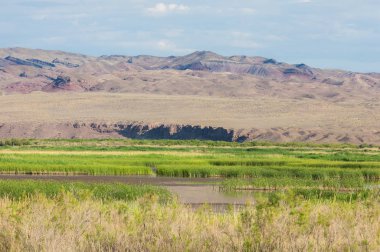 Bozkır, çayır, veld, veldt