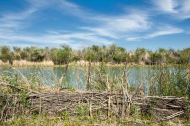Bozkır, çayır, veld, veldt