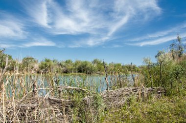 Bozkır, çayır, veld, veldt