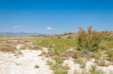 Bozkır, çayır, veld, veldt