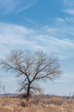 Baharın başında bozkır. Doğa, seyahat