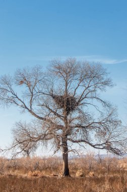 Baharın başında bozkır. Doğa, seyahat