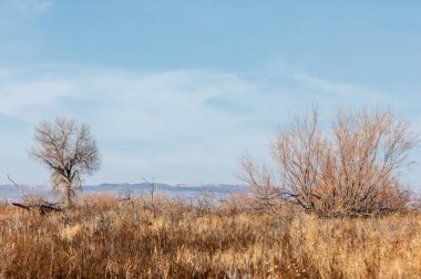 Baharın başında bozkır. Doğa, seyahat