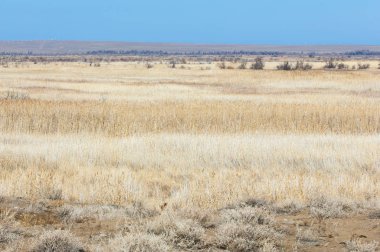 Baharın başında bozkır. Doğa, seyahat
