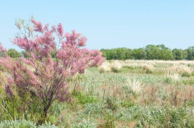 Tamariske. bozkır
