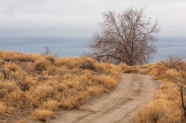 Baharın başında bozkır. Doğa, seyahat