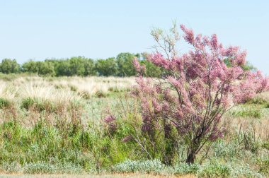 Tamariske. bozkır