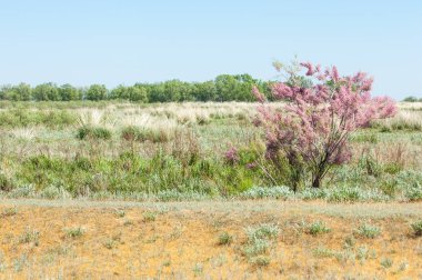 Tamariske. bozkır