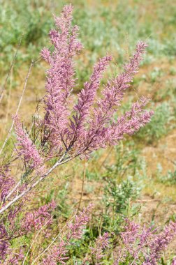 Tamariske. bozkır