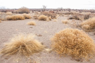 Baharın başında bozkır. Doğa, seyahat