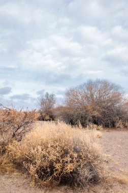 Baharın başında bozkır. Doğa, seyahat
