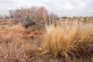 Çöle yakın. Çöl. bozkır.
