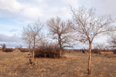 Çöle yakın. Çöl. bozkır.