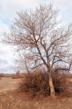 Çöle yakın. Çöl. bozkır.