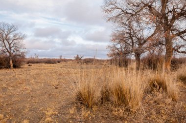 Çöle yakın. Çöl. bozkır.
