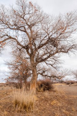 Çöle yakın. Çöl. bozkır.