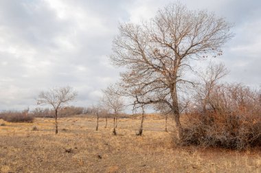 Çöle yakın. Çöl. bozkır.