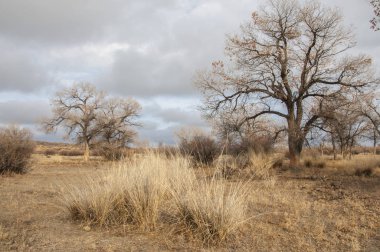 Baharın başında bozkır. Doğa, seyahat