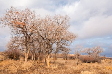 Çöle yakın. Çöl. bozkır.