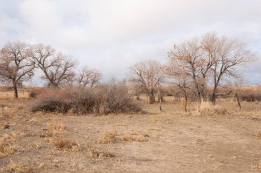 Çöle yakın. Çöl. bozkır.
