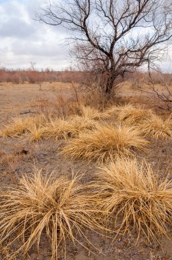 Çöle yakın. Çöl. bozkır.