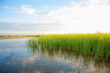 Bozkır yaz. Turgai Kaydet. Çölde Gölü