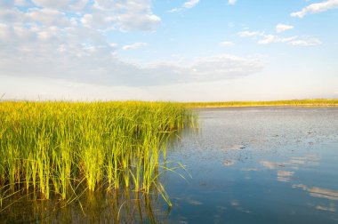 Bozkır yaz. Turgai Kaydet. Çölde Gölü