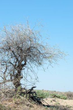 Çöle yakın. Çöl. 