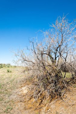 Çöle yakın. Çöl. 