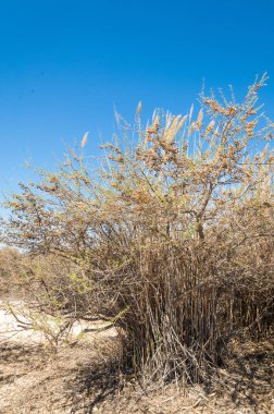 Çöle yakın. Çöl. bozkır.