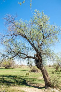 Çöle yakın. Çöl. 