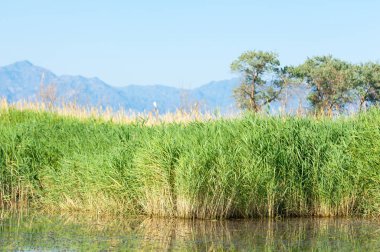 Bozkır yaz. Turgai Kaydet. Çölde Gölü