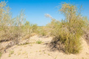 Bozkır yaz. Turgai Kaydet. Çölde Gölü