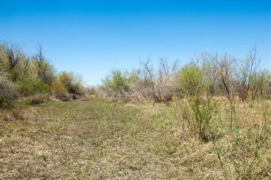 Çöle yakın. Çöl. 