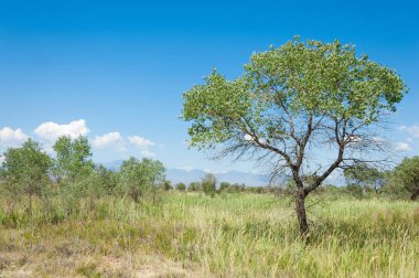 Bozkır yaz. Turgai Kaydet. Çölde Gölü