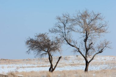 Bozkır, çayır, veld, veldt