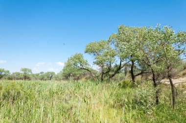 Bozkır yaz. Turgai Kaydet. Çölde Gölü