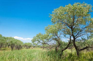 Bozkır yaz. Turgai Kaydet. Çölde Gölü