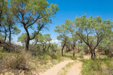 Bozkır yaz. Turgai Kaydet. Çölde Gölü