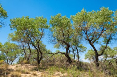Bozkır yaz. Turgai Kaydet. Çölde Gölü