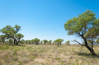 Bozkır yaz. Turgai Kaydet. Çölde Gölü