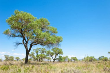 Bozkır yaz. Turgai Kaydet. Çölde Gölü