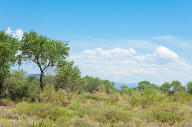Bozkır yaz. Turgai Kaydet. Çölde Gölü