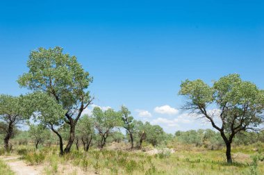 Bozkır yaz. Turgai Kaydet. Çölde Gölü