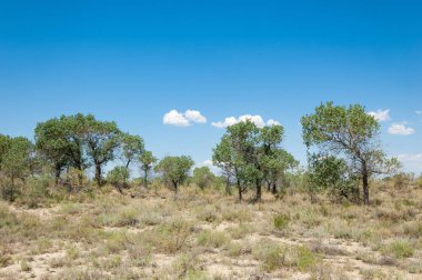Bozkır yaz. Turgai Kaydet. Çölde Gölü